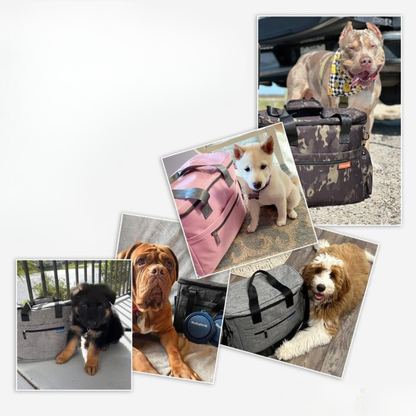 PawVoyage Kit